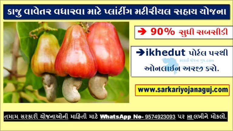 કાજુ વાવેતર વધારવા માટે પ્લાંટીંગ મટીરીયલ સહાય યોજના | Cashew Plantation Scheme in Gujarat
