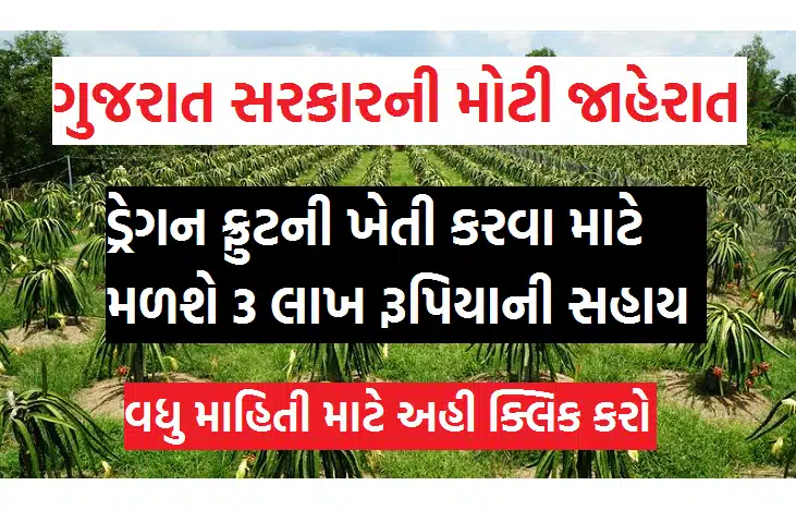 Dragon Fruit | કમલમ ફ્રૂટની ખેતી કરતા ખેડૂતો માટે મોટી જાહેરાત | Dragon Fruit Farming in Gujarat