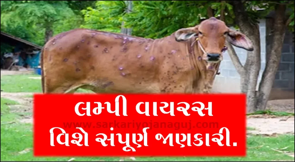 Lumpy Skin Disease in Gujarat | લમ્પી વાયરસ વિશે સંપૂર્ણ જાણકારી