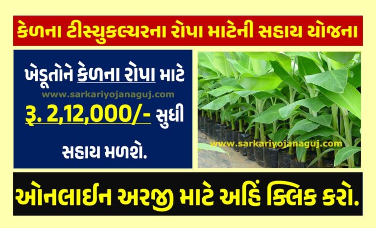 કેળના ટીસ્યુકલ્ચરના રોપા માટેની સહાય યોજના । Support Scheme for Seedlings of Banana Tissue Culture in Gujarat
