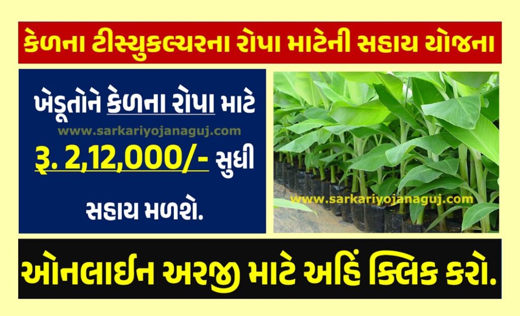 કેળના ટીસ્યુકલ્ચરના રોપા માટેની સહાય યોજના । Support Scheme for Seedlings of Banana Tissue Culture in Gujarat