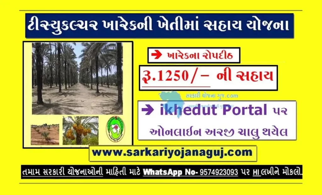 Support Scheme for Cultivation of Date Palms Through Tissue Culture in Gujarat