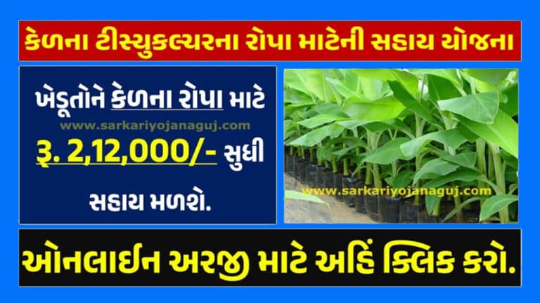 કેળના ટીસ્યુ કલ્ચરના રોપા માટેની સહાય યોજના 2024 । Banana Tissue Culture Plants Scheme in Gujarat