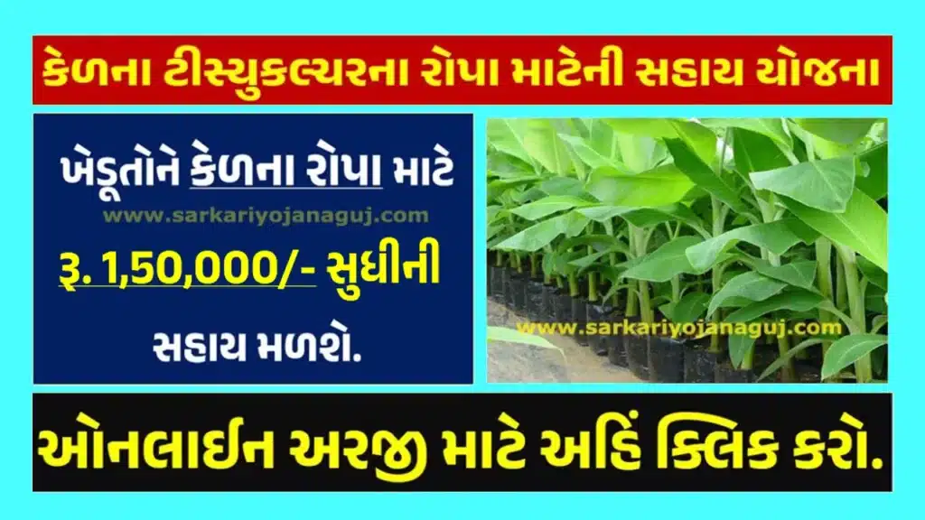 કેળના ટીસ્યુકલ્ચરના રોપા માટેની સહાય યોજના 2024 । Support Scheme for Seedlings of Banana Tissue Culture 2024