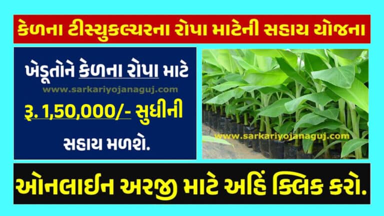 કેળના ટીસ્યુ કલ્ચરના રોપા માટેની સહાય યોજના 2024 । Support Scheme for Seedlings of Banana Tissue Culture 2024