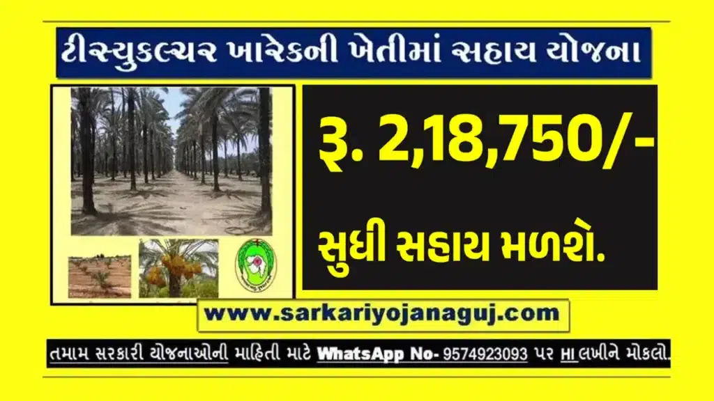 ટીસ્યુકલ્ચર દ્વારા ખારેકની ખેતી માટે સહાય યોજના । Support Scheme for Cultivation of Date Palms Through Tissue Culture